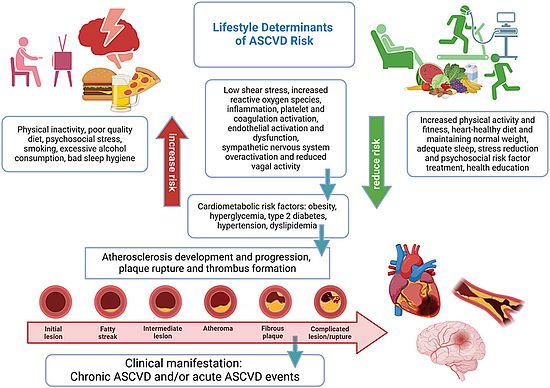 Artherosclerosis Graphical Abstract