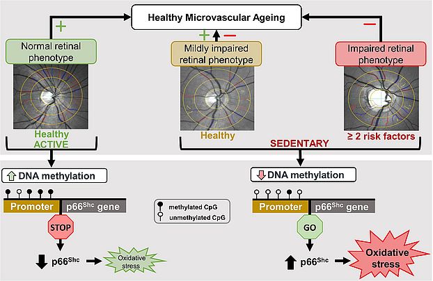 Körperliche Inaktivität hat negative Folgen auf die Mikrozirkulation: oxidativer Stress als möglicher Mechanismus